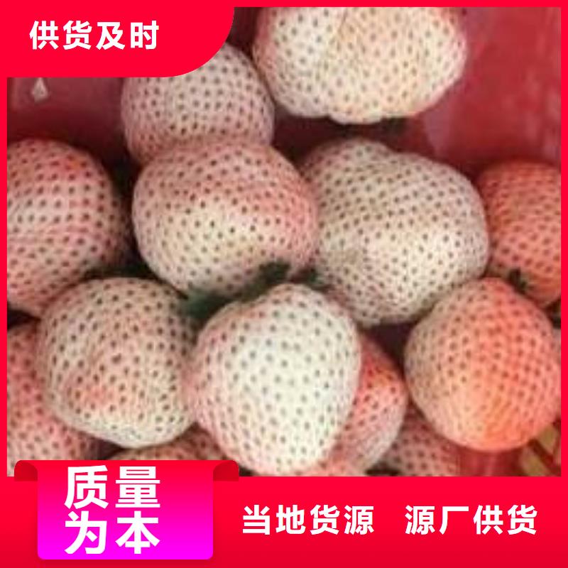 章姬草莓苗价格多少