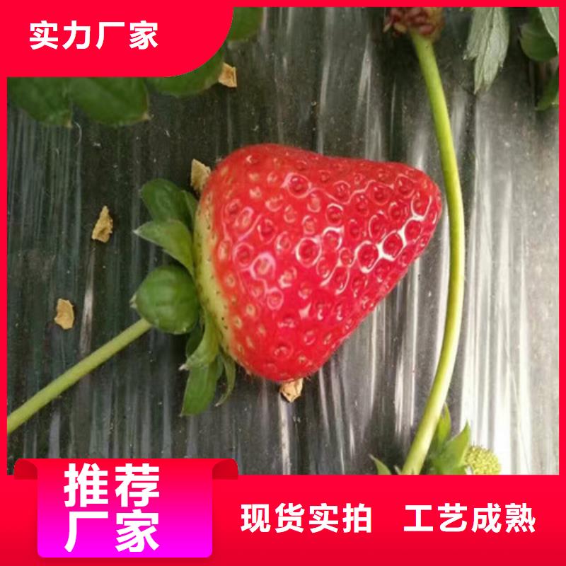 江西订购[广祥]甜宝草莓苗
