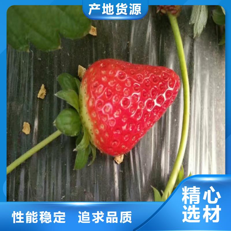 丰香草莓苗种植条件