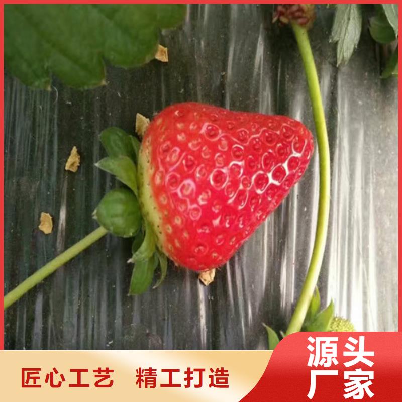 专业销售甜宝草莓苗-保量