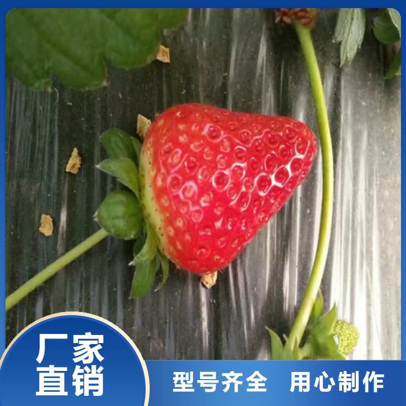 常平镇草莓种苗采购价格