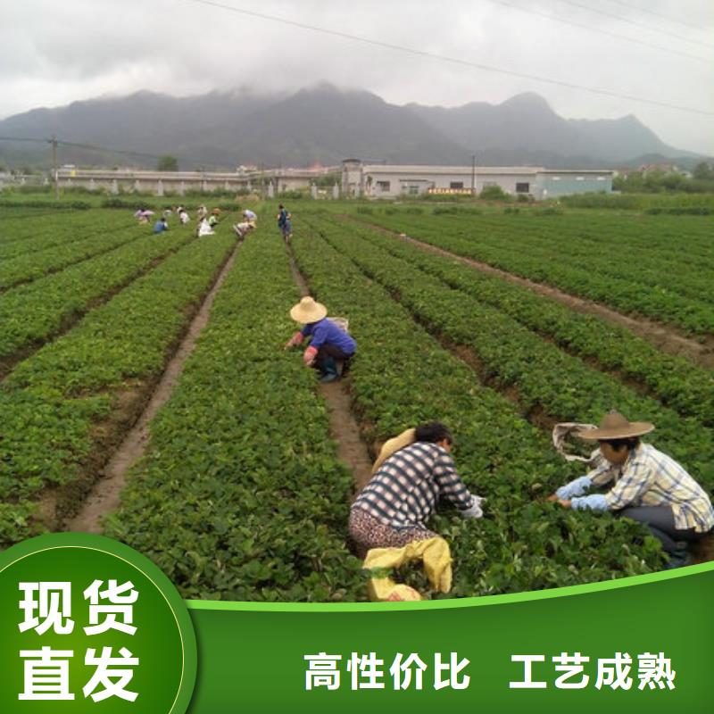 现货直供<广祥>妙香草莓苗种植地区