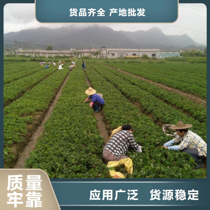 拒绝差价广祥东湖哪里供应白果草莓苗，白果草莓苗品种选择
