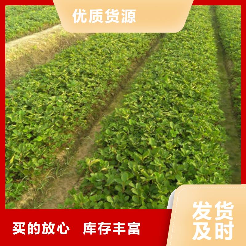 (广祥)莱城菠萝草莓苗2024年报价