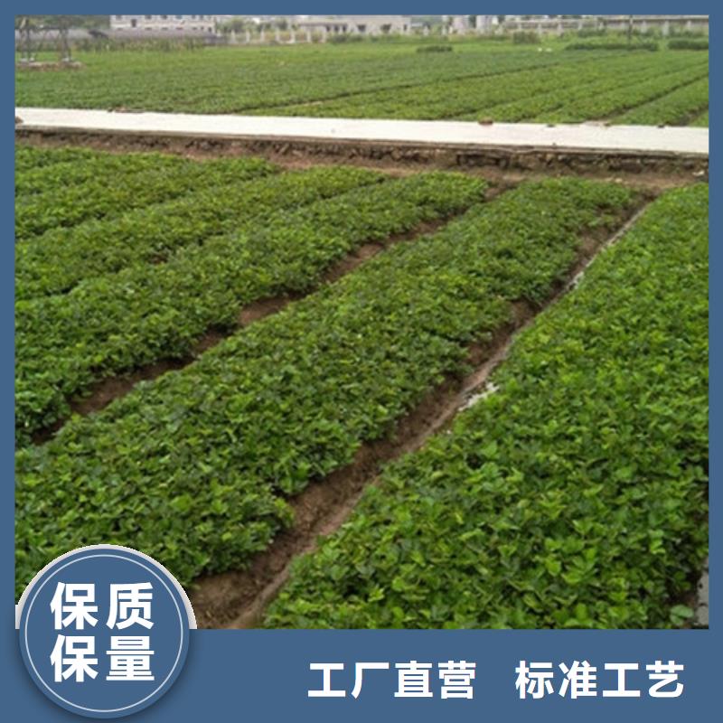 沙田镇艳丽草莓苗生产基地