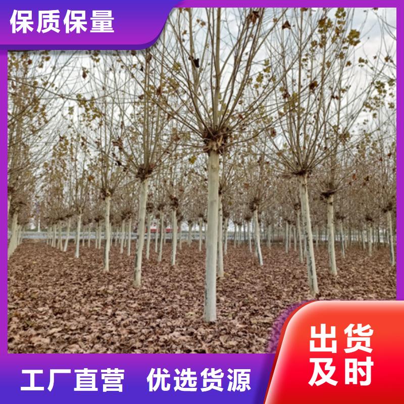 淮北订购造型法桐价格低绿化苗木