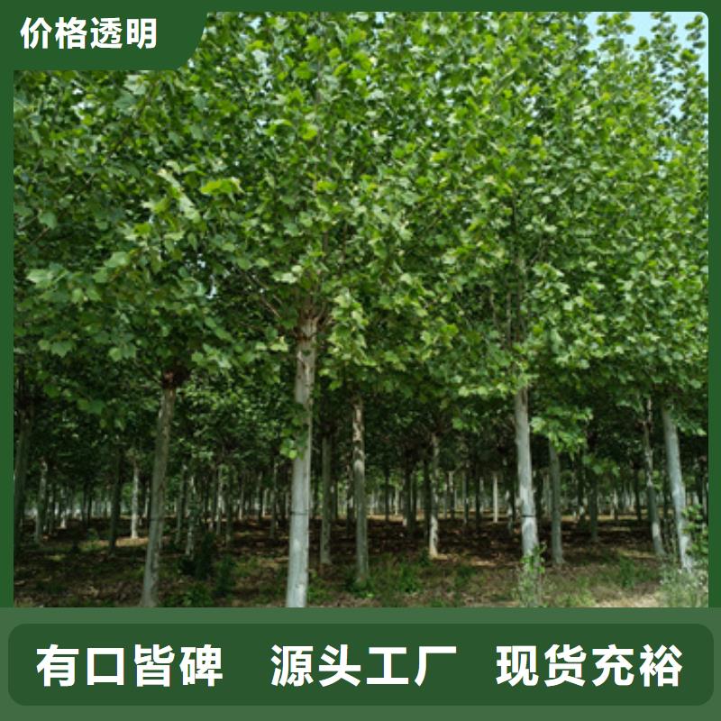 淮北订购造型法桐价格低绿化苗木
