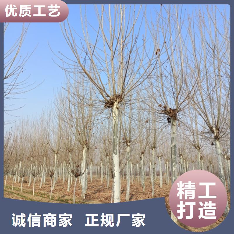 桂林询价造型法桐真正的厂家货源