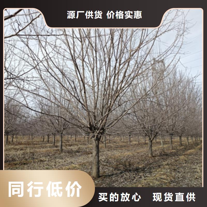 新疆定制法桐小苗质量保证绿化苗木