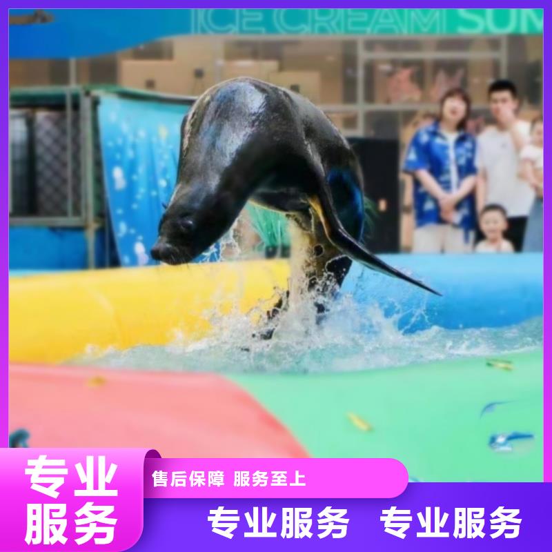 海洋主题动物表演海狮表演出租一站搞定