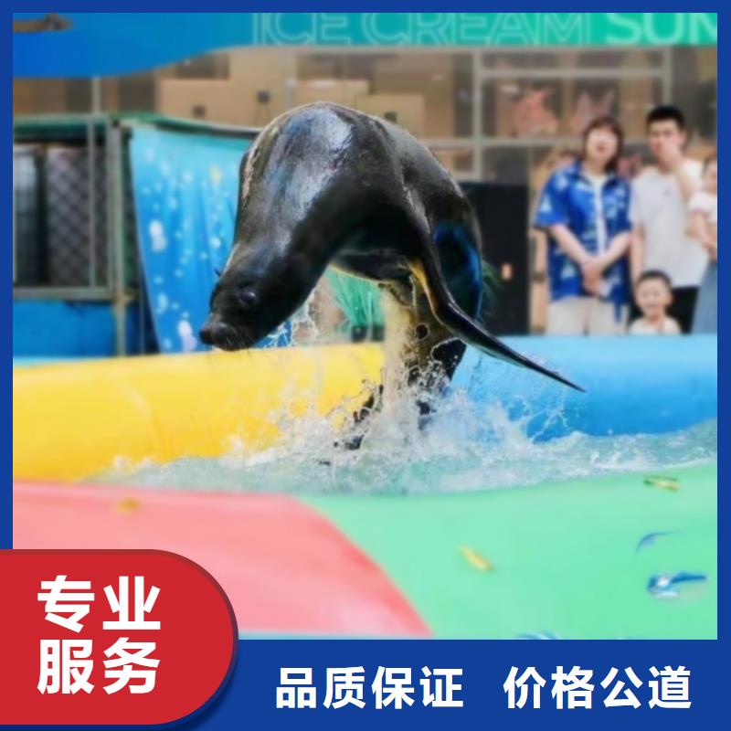 海洋主题动物表演【海狮表演租赁】效果满意为止