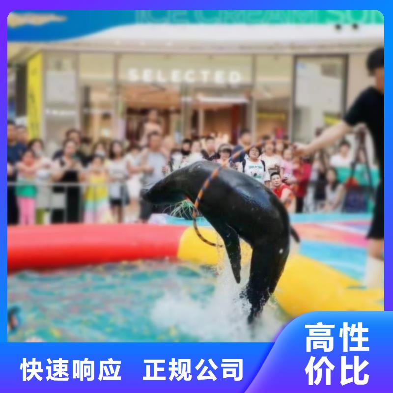 海洋主题动物表演-海狮表演出租长期合作