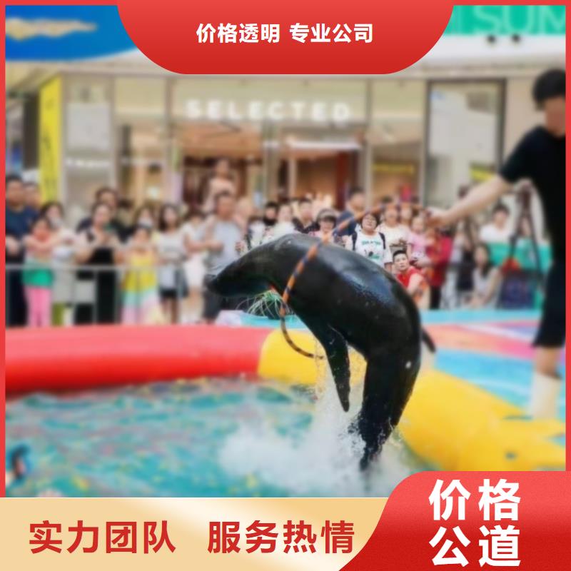 海洋主题动物表演海狮表演出租一站搞定